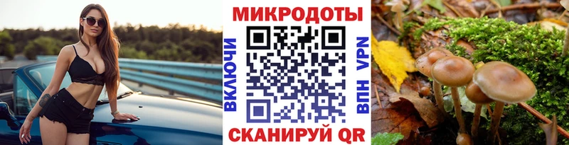 Купить Аркадак Галлюциногенные грибы Cubensis